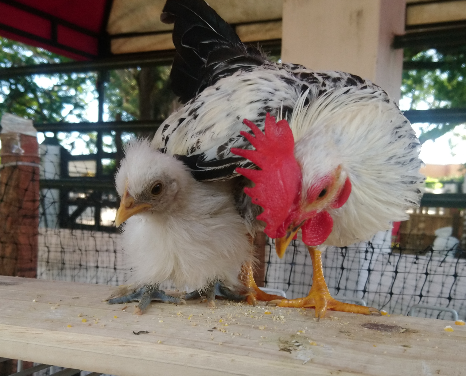 lorena Blank Meme Template