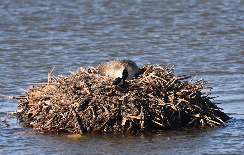 mother goose on her eggs | image tagged in goose,nest,mississippi river | made w/ Imgflip meme maker