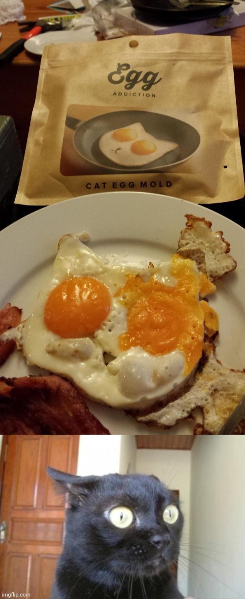 Cat sunny side up egg fail, hahahaha | image tagged in cannot be unseen cat,cat,egg,you had one job,memes,sunny side up | made w/ Imgflip meme maker