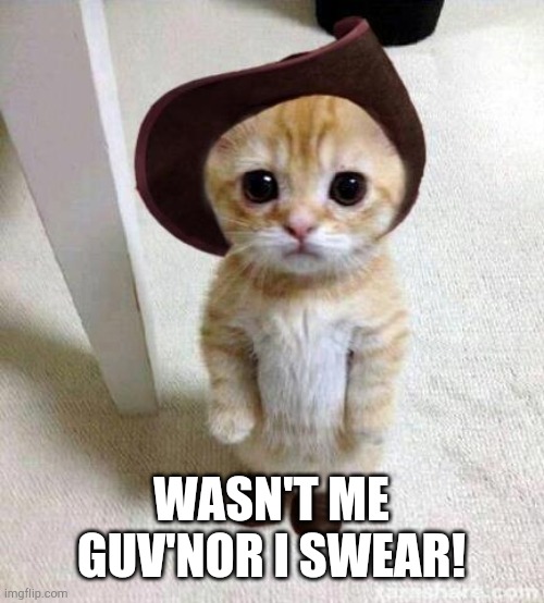 Cute Cat | WASN'T ME GUV'NOR I SWEAR! | image tagged in cute cat | made w/ Imgflip meme maker