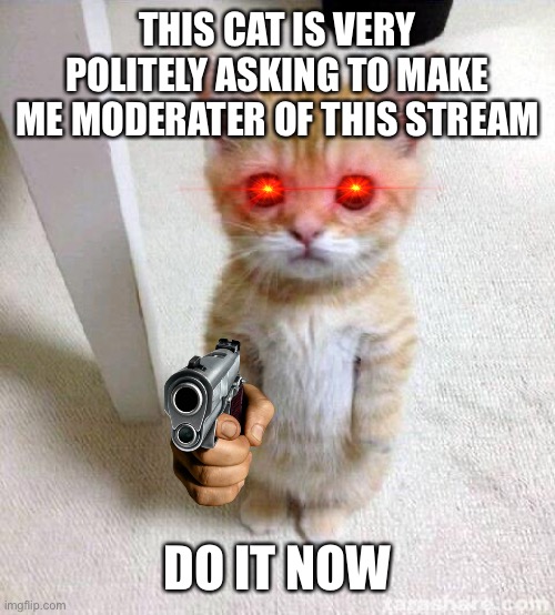 DO IT NOW! | THIS CAT IS VERY POLITELY ASKING TO MAKE ME MODERATER OF THIS STREAM; DO IT NOW | image tagged in memes,cute cat | made w/ Imgflip meme maker