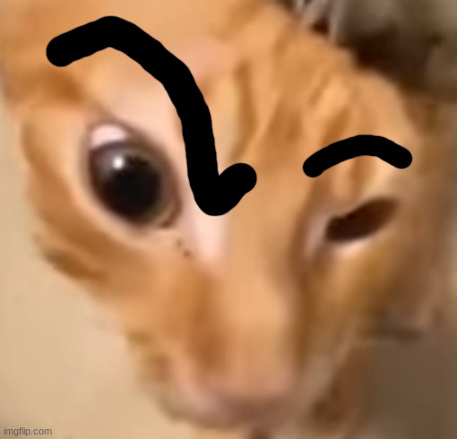 low quality eyebrow raise | image tagged in el gato | made w/ Imgflip meme maker