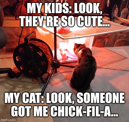 Pet Truths | MY KIDS: LOOK, THEY'RE SO CUTE... MY CAT: LOOK, SOMEONE GOT ME CHICK-FIL-A... | image tagged in pets | made w/ Imgflip meme maker