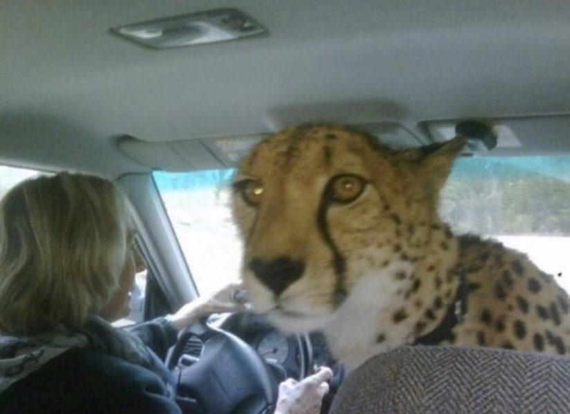 High Quality Cheetah in the Front Seat Blank Meme Template