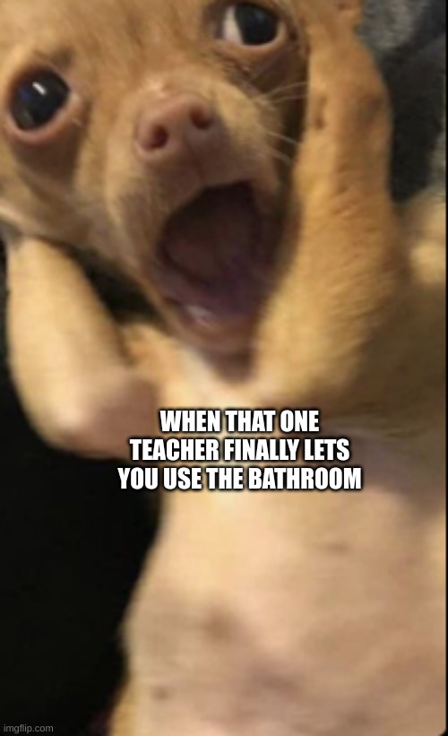 Suprised Dog | WHEN THAT ONE TEACHER FINALLY LETS YOU USE THE BATHROOM | image tagged in suprised dog | made w/ Imgflip meme maker