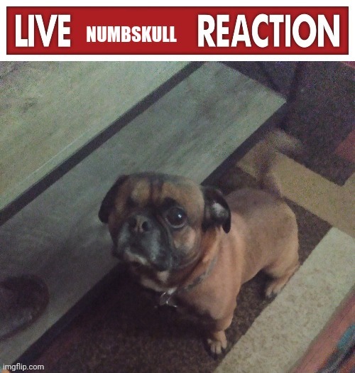 Live Numbskull Reaction | image tagged in live numbskull reaction | made w/ Imgflip meme maker