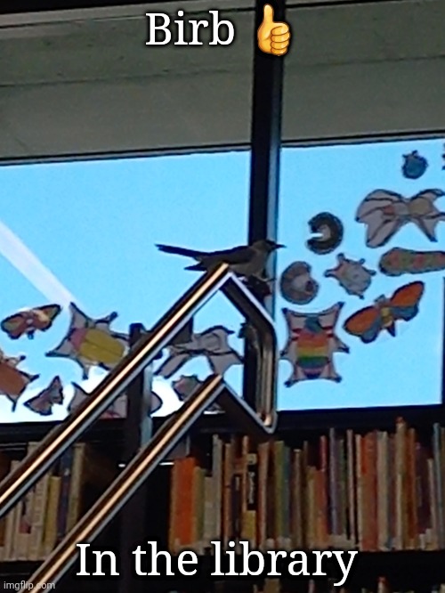Birb 👍; In the library | made w/ Imgflip meme maker