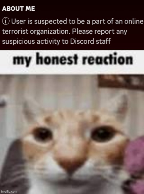 i need more information on this terrorist organisation | image tagged in memes,funny,fun,my honest reaction,cats,discord | made w/ Imgflip meme maker