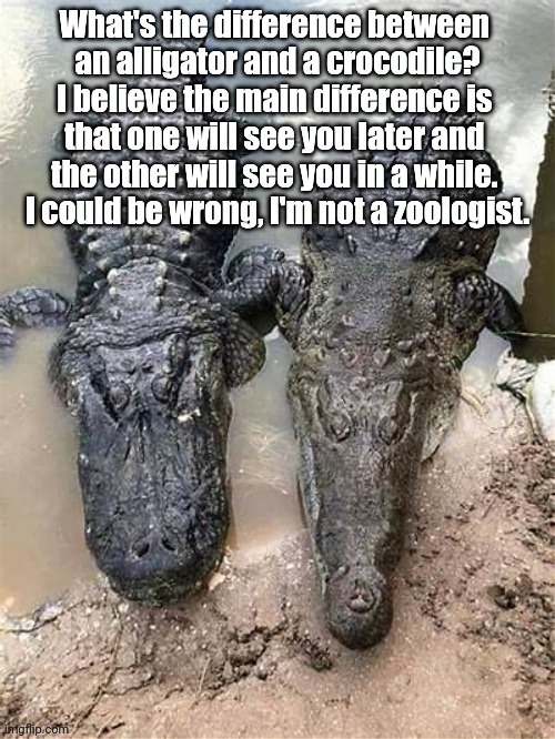 Difference Croc & Gator | image tagged in funny,crocodile,alligator | made w/ Imgflip meme maker