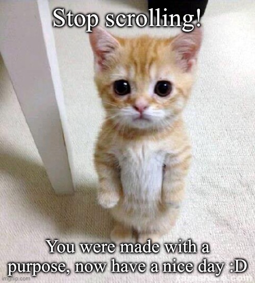 Stop scrolling! | Stop scrolling! You were made with a purpose, now have a nice day :D | image tagged in memes,cute cat | made w/ Imgflip meme maker