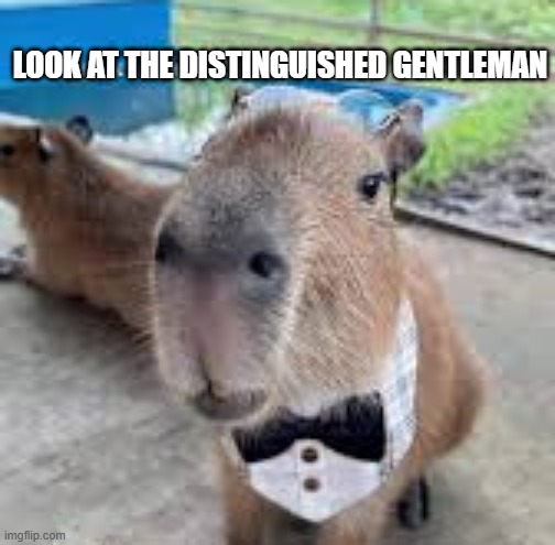 LOOK AT THE DISTINGUISHED GENTLEMAN | made w/ Imgflip meme maker