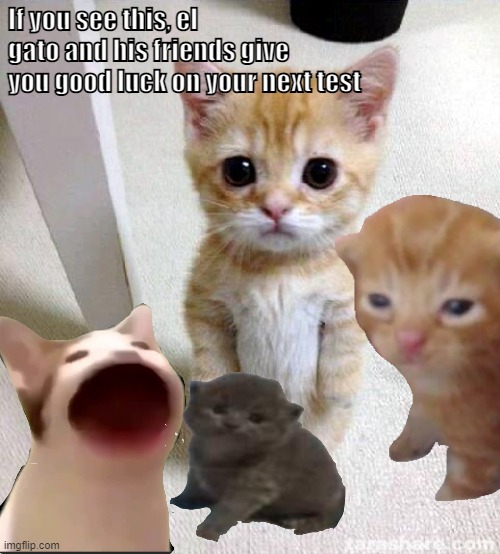 Good luck :) | If you see this, el gato and his friends give you good luck on your next test | image tagged in lucky,funny cats,tests | made w/ Imgflip meme maker