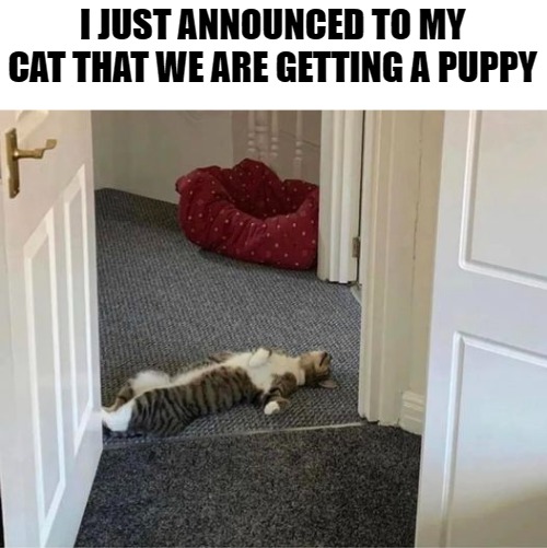 I JUST ANNOUNCED TO MY CAT THAT WE ARE GETTING A PUPPY | made w/ Imgflip meme maker