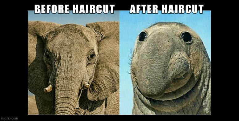 lol | image tagged in animals,haircut | made w/ Imgflip meme maker