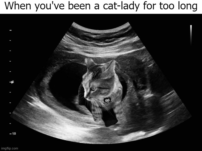 Don t Ask What You Can Do For Your Cat Ask What Your Cat Can Do For home-for-the-love-of-cats