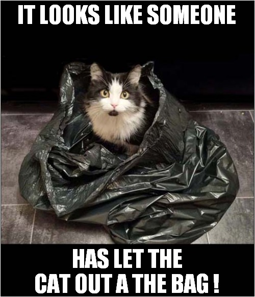 Free At Last ! | IT LOOKS LIKE SOMEONE; HAS LET THE CAT OUT A THE BAG ! | image tagged in cats,sayings,bag | made w/ Imgflip meme maker