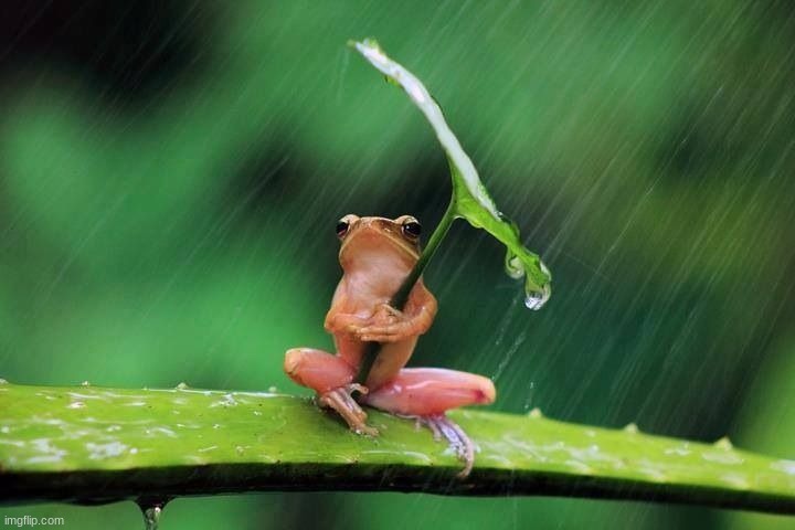 Frog with umbrella | image tagged in frog with umbrella | made w/ Imgflip meme maker