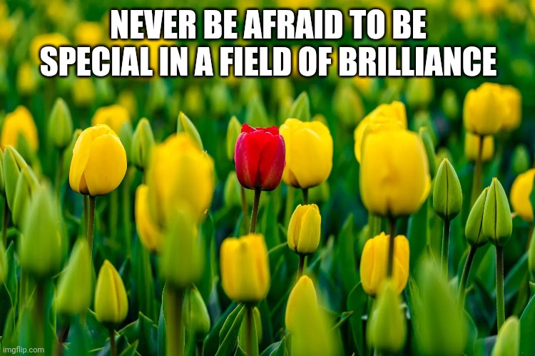 Never be afraid to be special | NEVER BE AFRAID TO BE SPECIAL IN A FIELD OF BRILLIANCE | image tagged in special in a field of brilliance | made w/ Imgflip meme maker