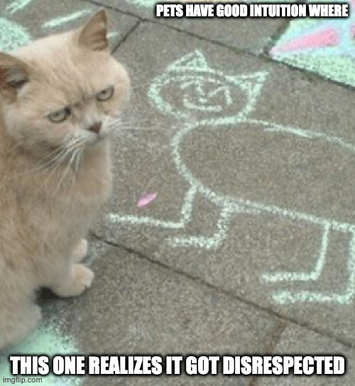 Unamused Cat | PETS HAVE GOOD INTUITION WHERE; THIS ONE REALIZES IT GOT DISRESPECTED | image tagged in cats,memes | made w/ Imgflip meme maker