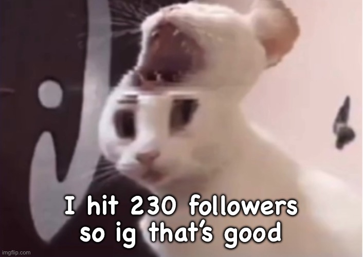 Shocked cat | I hit 230 followers so ig that’s good | image tagged in shocked cat | made w/ Imgflip meme maker