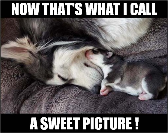 And They Call It Puppy Love ! | NOW THAT'S WHAT I CALL; A SWEET PICTURE ! | image tagged in dogs,now thats what i call,puppy,love | made w/ Imgflip meme maker