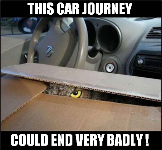 You Are Being Watched ! | THIS CAR JOURNEY; COULD END VERY BADLY ! | image tagged in owl,i'm watching you | made w/ Imgflip meme maker