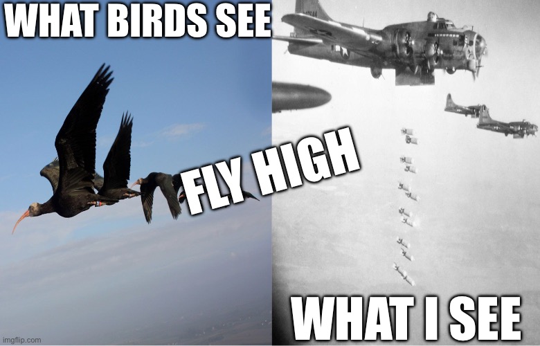 What Birds See and What We See | WHAT BIRDS SEE; FLY HIGH; WHAT I SEE | image tagged in fly high | made w/ Imgflip meme maker