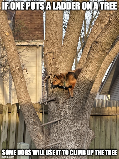 Dog on Tree | IF ONE PUTS A LADDER ON A TREE; SOME DOGS WILL USE IT TO CLIMB UP THE TREE | image tagged in dog,tree,memes | made w/ Imgflip meme maker