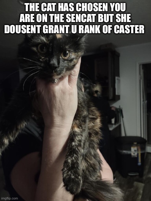 Catster windu | THE CAT HAS CHOSEN YOU ARE ON THE SENCAT BUT SHE DOUSENT GRANT U RANK OF CASTER | image tagged in cats | made w/ Imgflip meme maker