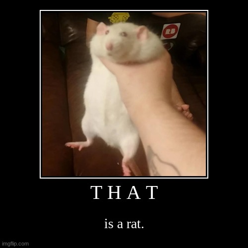 T H A T is a rat. | image tagged in funny,demotivationals,rat,fun | made w/ Imgflip demotivational maker