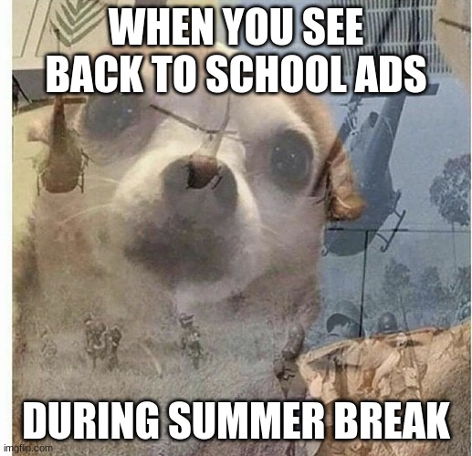 ptsd chihuahua | WHEN YOU SEE BACK TO SCHOOL ADS; DURING SUMMER BREAK | image tagged in ptsd chihuahua,school | made w/ Imgflip meme maker