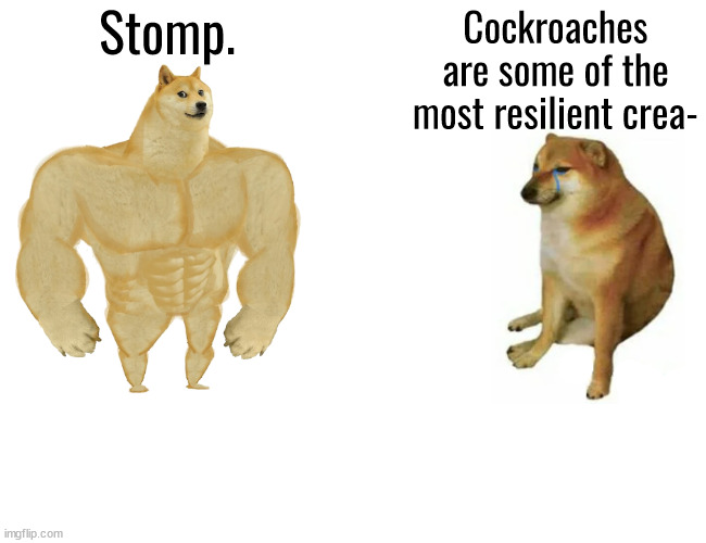 Buff Doge vs. Cheems Meme | Stomp. Cockroaches are some of the most resilient crea- | image tagged in memes,buff doge vs cheems | made w/ Imgflip meme maker