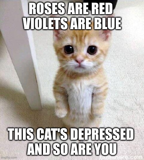 this cat needs love | ROSES ARE RED 
VIOLETS ARE BLUE; THIS CAT'S DEPRESSED 
AND SO ARE YOU | image tagged in memes,cute cat | made w/ Imgflip meme maker