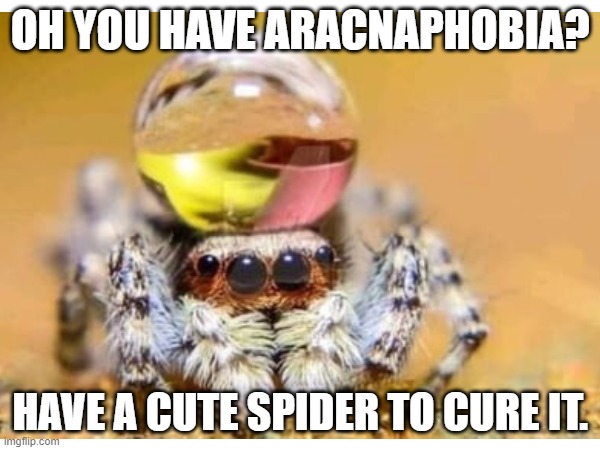 Spider :) | OH YOU HAVE ARACNAPHOBIA? HAVE A CUTE SPIDER TO CURE IT. | image tagged in spider,cute,memes | made w/ Imgflip meme maker