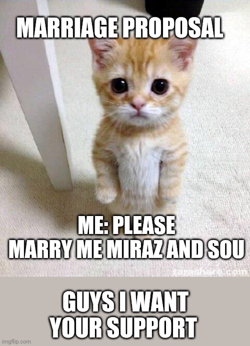 Cute Cat Meme | MARRIAGE PROPOSAL; ME: PLEASE MARRY ME MIRAZ AND SOU; GUYS I WANT YOUR SUPPORT | image tagged in memes,cute cat | made w/ Imgflip meme maker