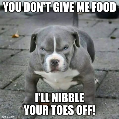he angy | YOU DON'T GIVE ME FOOD; I'LL NIBBLE YOUR TOES OFF! | image tagged in frown,puppy | made w/ Imgflip meme maker