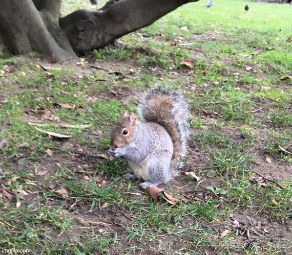 Squirrel | image tagged in share your photos,memes,pictures,picture | made w/ Imgflip meme maker