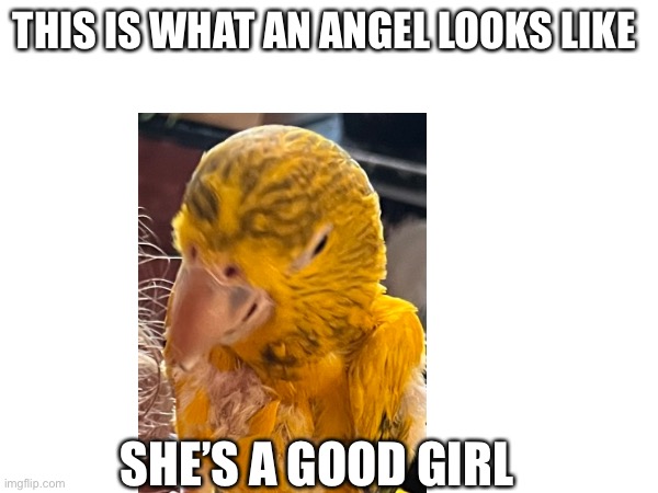 THIS IS WHAT AN ANGEL LOOKS LIKE; SHE’S A GOOD GIRL | made w/ Imgflip meme maker