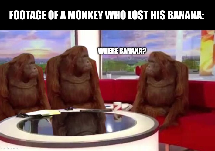 Monkey footage | FOOTAGE OF A MONKEY WHO LOST HIS BANANA:; WHERE BANANA? | image tagged in where monkey,lol so funny | made w/ Imgflip meme maker