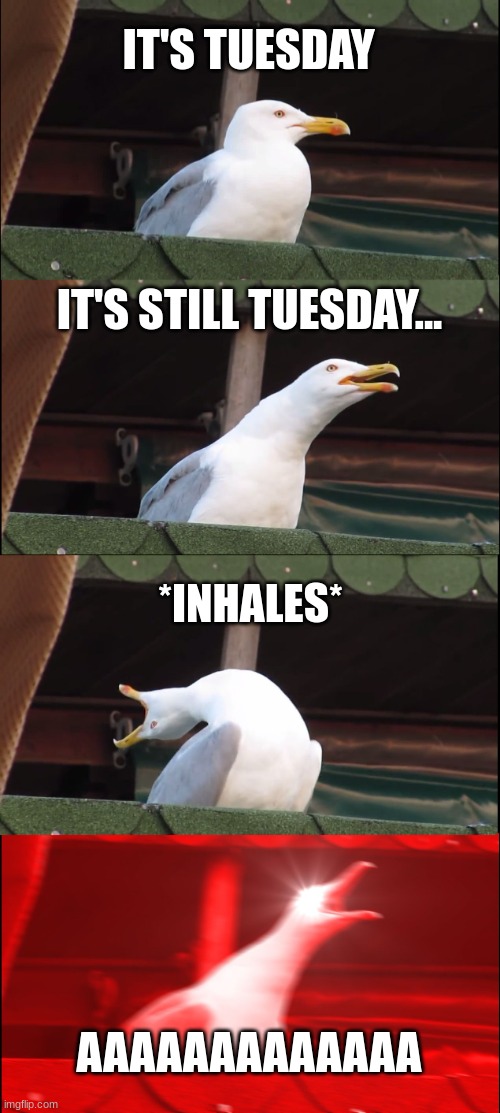 Inhaling Seagull Meme | IT'S TUESDAY; IT'S STILL TUESDAY... *INHALES*; AAAAAAAAAAAAA | image tagged in memes,inhaling seagull | made w/ Imgflip meme maker