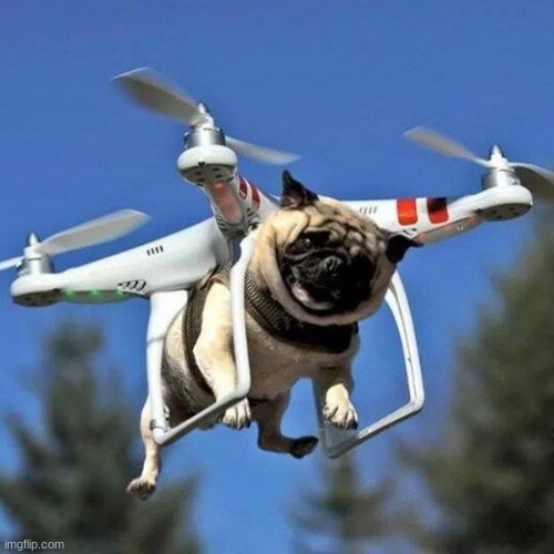 Flying Pug | image tagged in flying pug | made w/ Imgflip meme maker