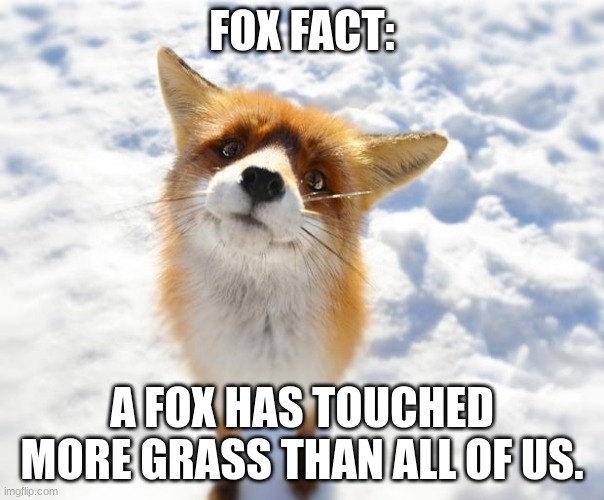 Fox Fact #1 | FOX FACT:; A FOX HAS TOUCHED MORE GRASS THAN ALL OF US. | image tagged in 1 | made w/ Imgflip meme maker