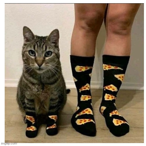Matching socks!! | image tagged in funny,cute,cat,pizza,socks | made w/ Imgflip meme maker
