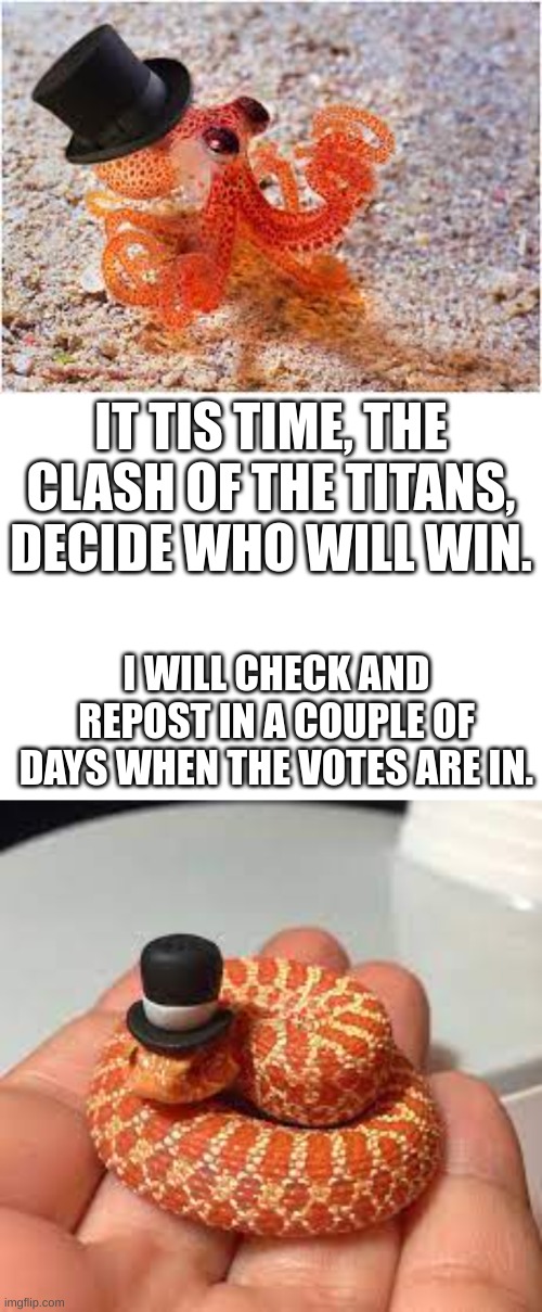 Comment: Snake or Octopus | IT TIS TIME, THE CLASH OF THE TITANS, DECIDE WHO WILL WIN. I WILL CHECK AND REPOST IN A COUPLE OF DAYS WHEN THE VOTES ARE IN. | image tagged in animals | made w/ Imgflip meme maker