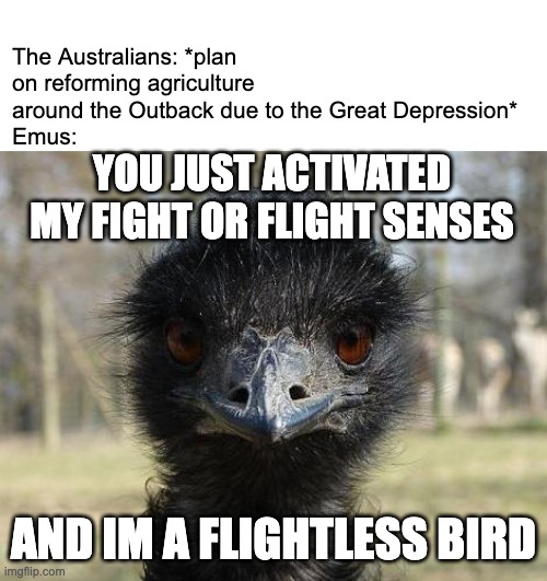 The Emu bringeth bad news! | The Australians: *plan on reforming agriculture around the Outback due to the Great Depression*
Emus:; YOU JUST ACTIVATED MY FIGHT OR FLIGHT SENSES; AND IM A FLIGHTLESS BIRD | image tagged in bad news emu | made w/ Imgflip meme maker