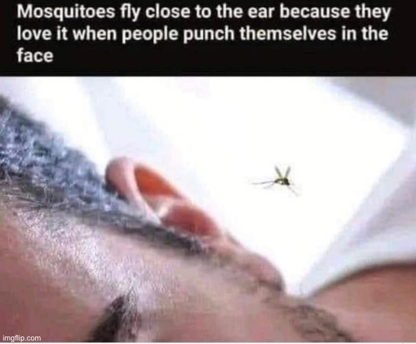 As a mosquito, I can confirm this is true | image tagged in mosquito,memes,funny | made w/ Imgflip meme maker