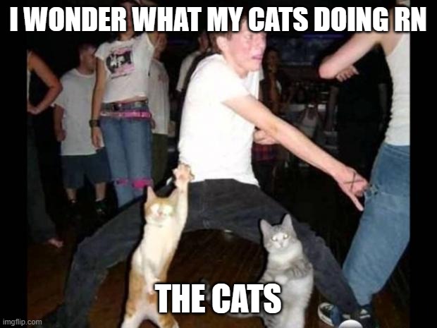 Party hard cat | I WONDER WHAT MY CATS DOING RN; THE CATS | image tagged in party hard cat | made w/ Imgflip meme maker