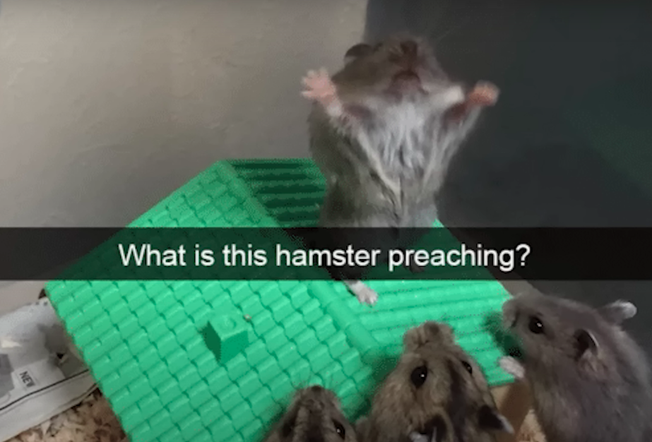 What the hamster doing Blank Meme Template