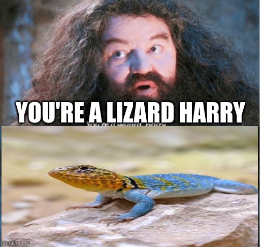 You're a wizard Harry | YOU'RE A LIZARD HARRY | image tagged in you're a wizard harry | made w/ Imgflip meme maker