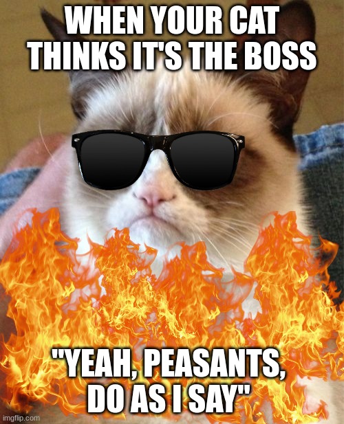 WHEN YOUR CAT THINKS IT'S THE BOSS; "YEAH, PEASANTS, DO AS I SAY" | made w/ Imgflip meme maker